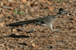 Customers may sprint away like a Road Runner